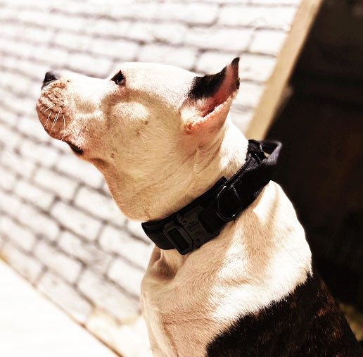 COLLAR MALIGATOR - BULLZONE